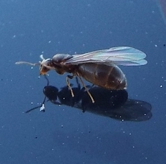 Brachymyrmex obscurior