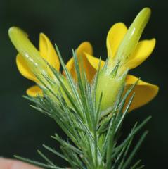 Aspalathus macrantha