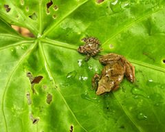 Pristimantis w-nigrum