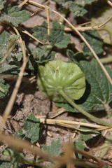 Dicerocaryum senecioides