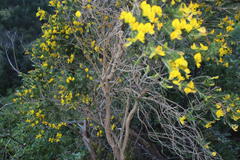 Aspalathus macrantha