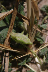 Dicerocaryum senecioides