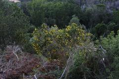 Aspalathus macrantha