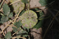 Dicerocaryum senecioides