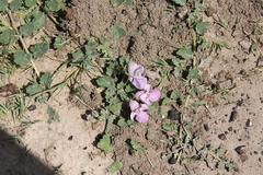 Dicerocaryum senecioides