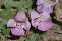 Dicerocaryum senecioides