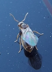 Brachymyrmex obscurior