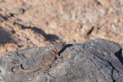 Crotaphytus nebrius