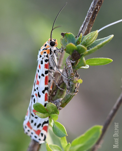 Crimson-speckled Flunkey, Colchester, Gqeberha, South Africa, photo 10 of 10