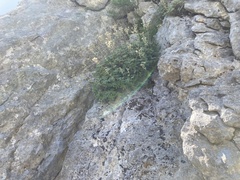 Potentilla alchimilloides