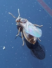 Brachymyrmex obscurior