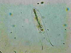 Amphorellopsis