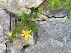 Hypericum nummularium
