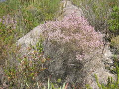 Erica uberiflora