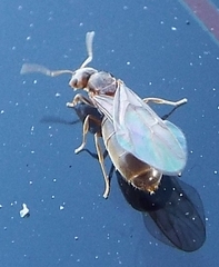 Brachymyrmex obscurior