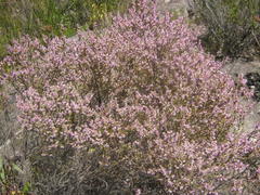 Erica uberiflora