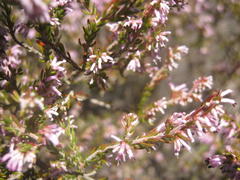 Erica uberiflora