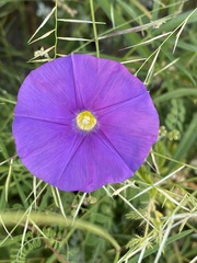 Ipomoea ternifolia leptotoma