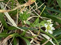 Arenaria ciliata