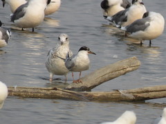 Sterna hirundo