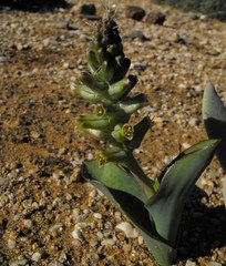 Lachenalia undulata