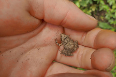 Pristimantis w-nigrum