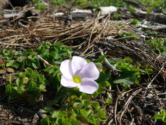 Oxalis minuta