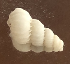 Epitonium matthewsae