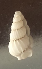 Epitonium matthewsae