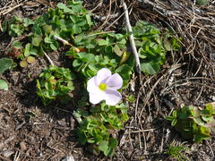 Oxalis minuta