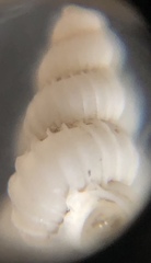 Epitonium matthewsae