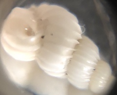 Epitonium matthewsae