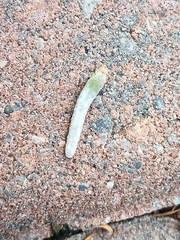 Monostegia abdominalis