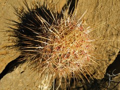 Thelocactus bicolor