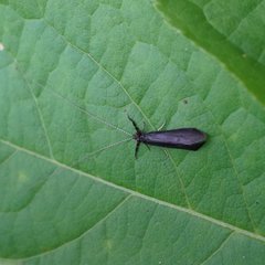 Mystacides sepulchralis