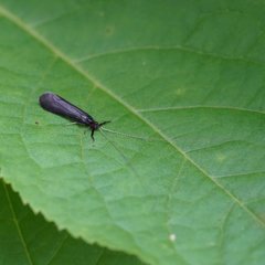 Mystacides sepulchralis