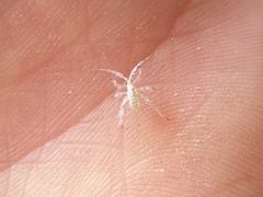 Calaphidina