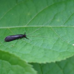 Mystacides sepulchralis