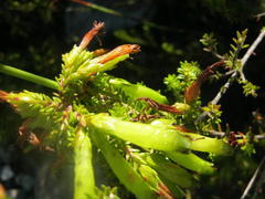 Erica viridiflora viridiflora