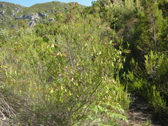 Erica viridiflora viridiflora