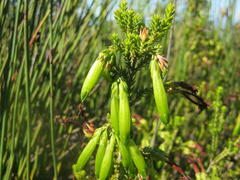 Erica viridiflora viridiflora