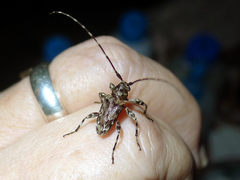 Oreodera brailovskyi