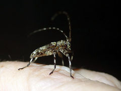 Oreodera brailovskyi