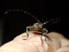 Oreodera brailovskyi