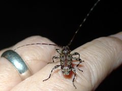 Oreodera brailovskyi