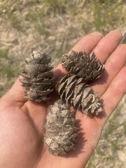 Pseudotsuga menziesii glauca