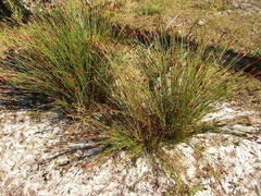 Staberoha distachyos