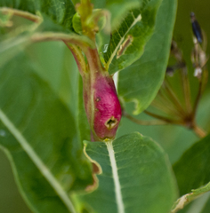 Mompha sturnipennella