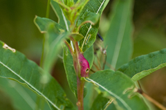 Mompha sturnipennella