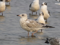 Larus delawarensis
